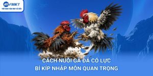 Cách Nuôi Gà Đá Có Lực – Bí Kíp Nhập Môn Quan Trọng