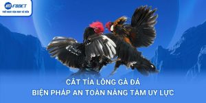 Cắt Tỉa Lông Gà Đá – Biện Pháp An Toàn Nâng Tầm Uy Lực