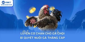 Luyện Cơ Chân Cho Gà Chọi – Bí Quyết Nuôi Gà Thăng Cấp